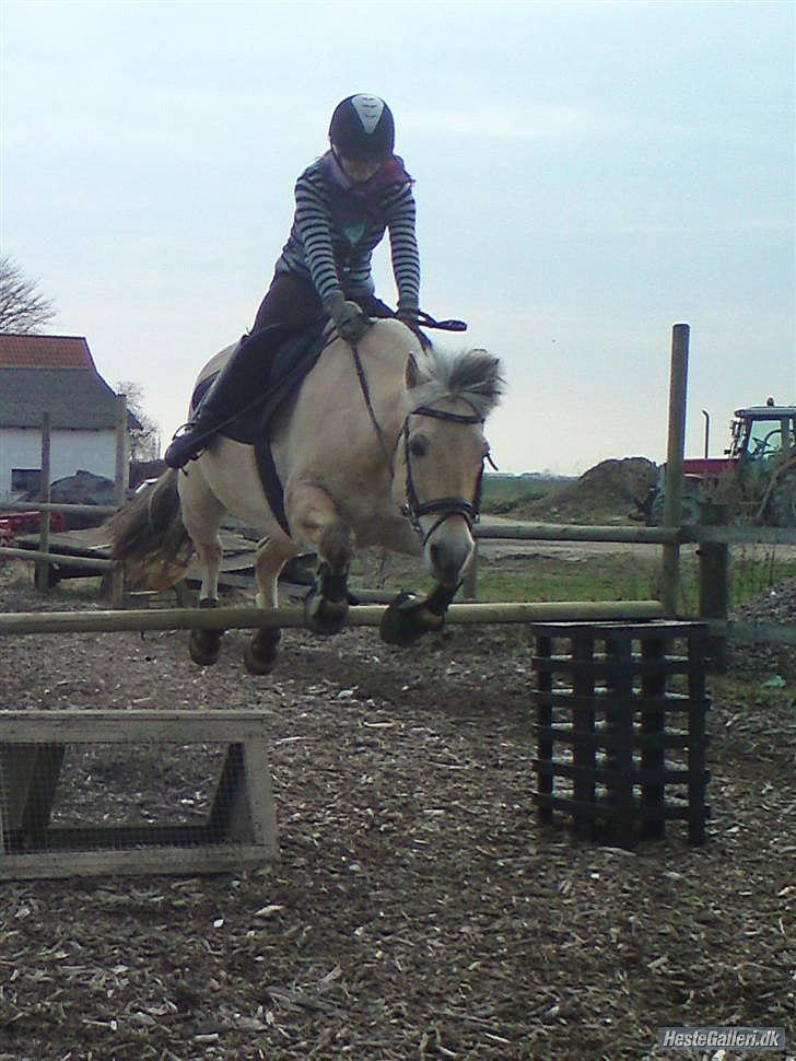 Fjordhest Rune Åby Farvel Min Skat. - vi kan godt når vi tar os sammen  billede 15