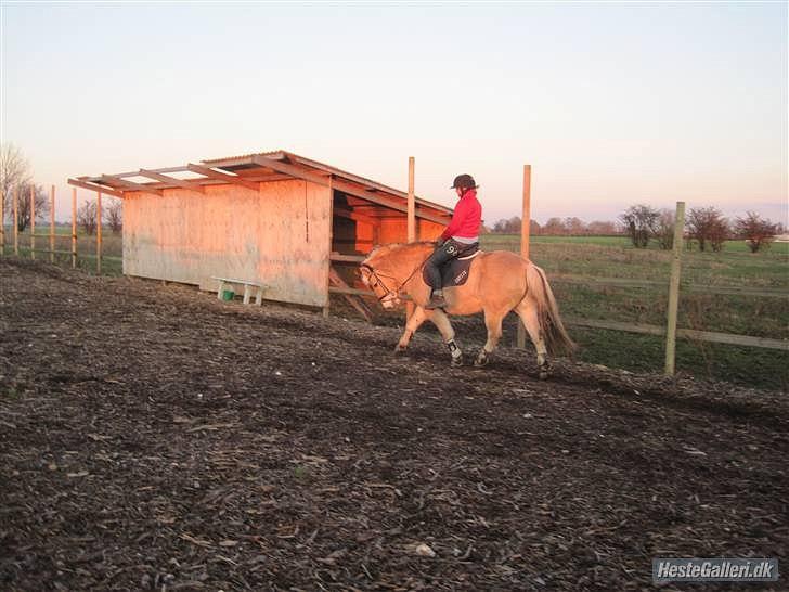Fjordhest Rune Åby Farvel Min Skat. - lidt mer dressur han går igen for dybt billede 16