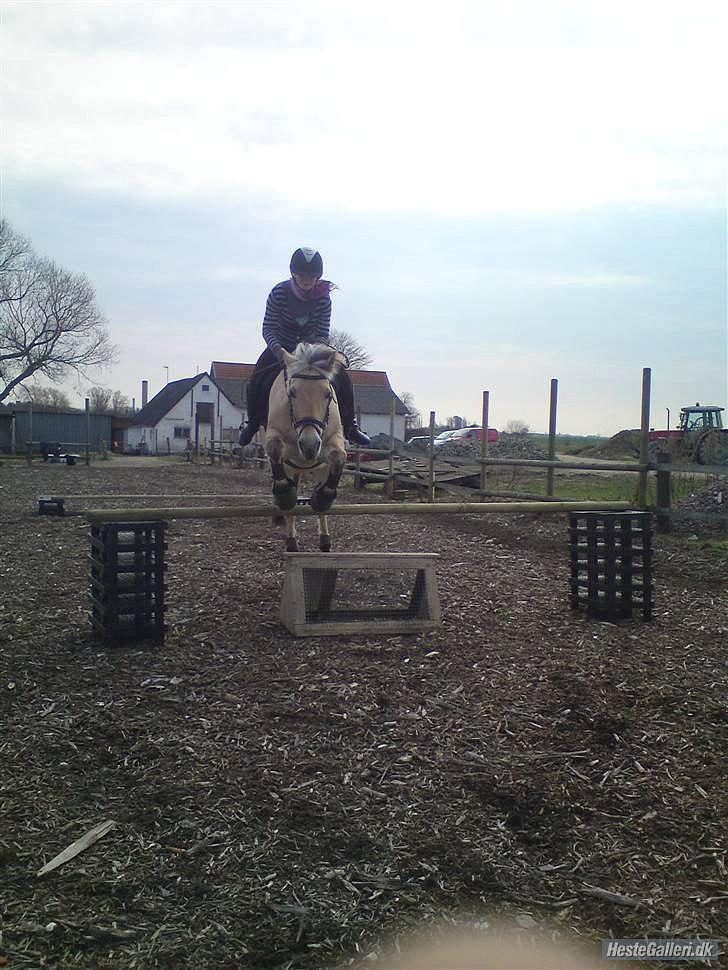 Fjordhest Rune Åby Farvel Min Skat. - vi gider ikk de der små spring  men selvf opvarmer vi med dem :) billede 17