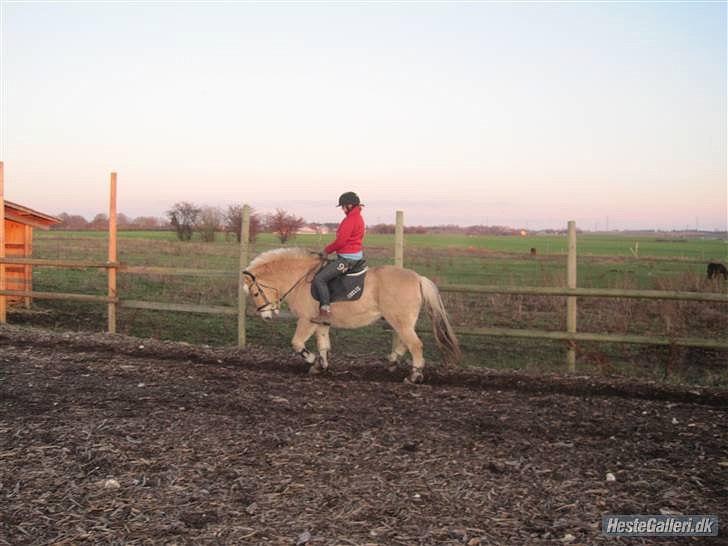 Fjordhest Rune Åby Farvel Min Skat. - mer dressur men desværre for dybt igen billede 18