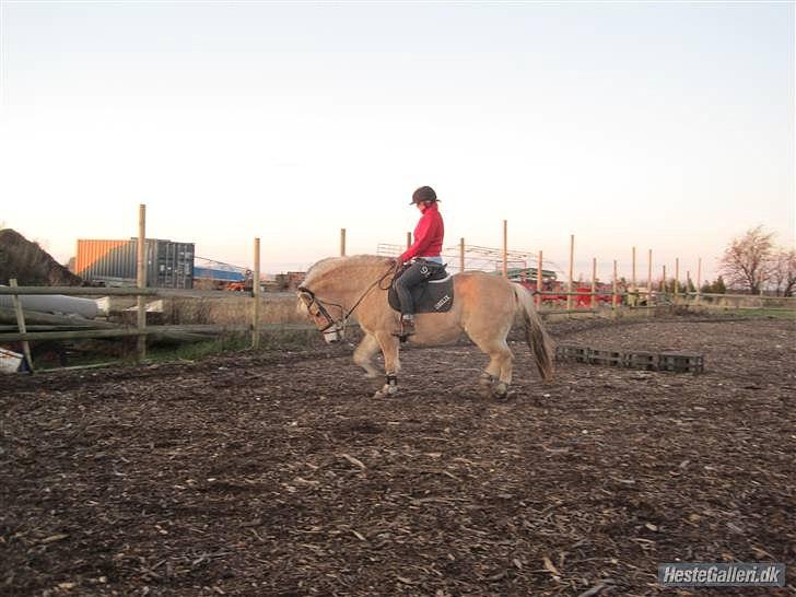 Fjordhest Rune Åby Farvel Min Skat. - dresur igen se han kan godt selv om han går for dybt.. billede 19