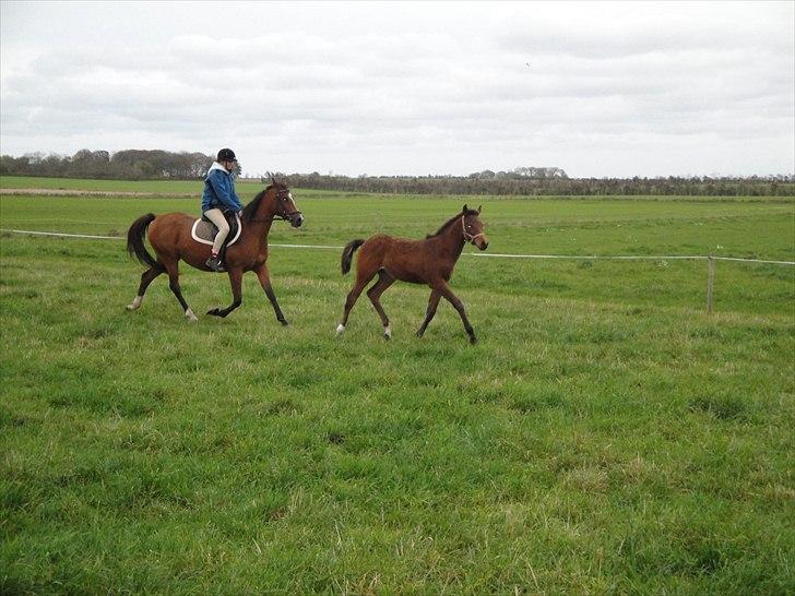 Arabisk fuldblod (OX) Mechta Solgt til opdrætteren. - Mechta med Mekla 20/10 10 billede 11