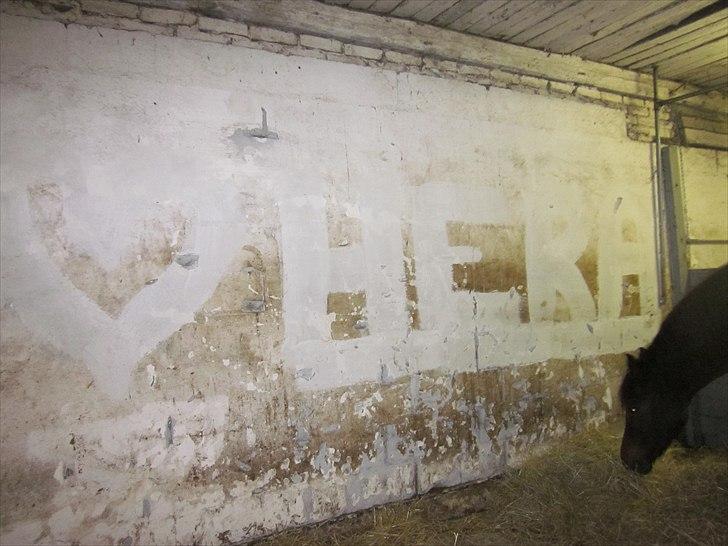 New Forest Lundemarksgaards Hera Ophelia - 16) Heras smukke væg i hendes boks. Foto: Mig billede 16