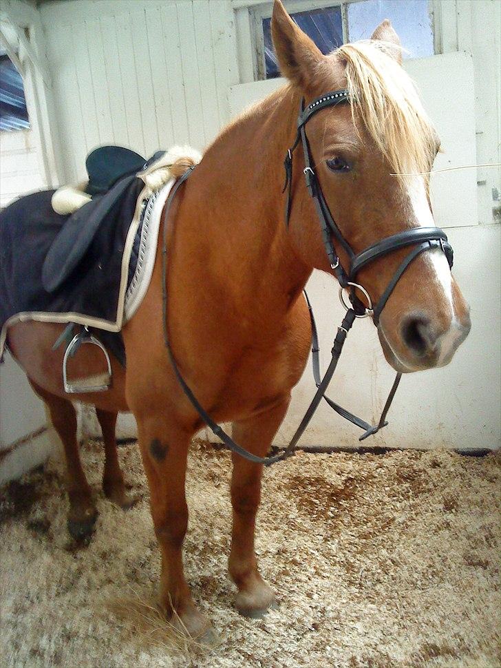 Anden særlig race Rosé  part billede 5