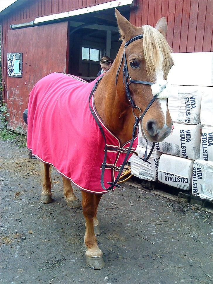 Anden særlig race Rosé  part billede 6