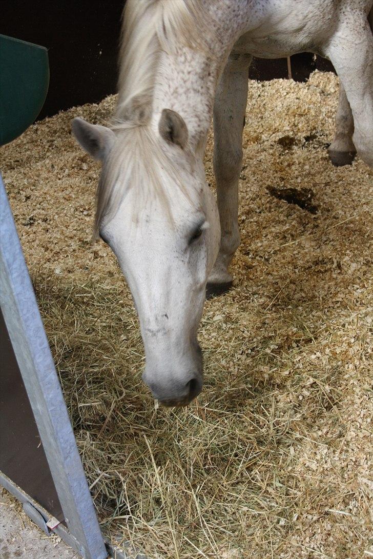 Anden særlig race Bob - Uhmm, hø !! billede 17