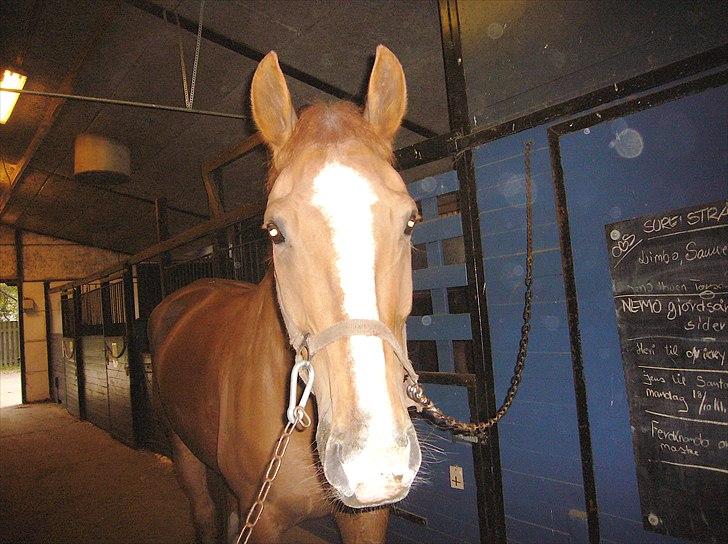 Dansk Varmblod Jack - jack på stald gangen efter vi havde redet.. billede 15