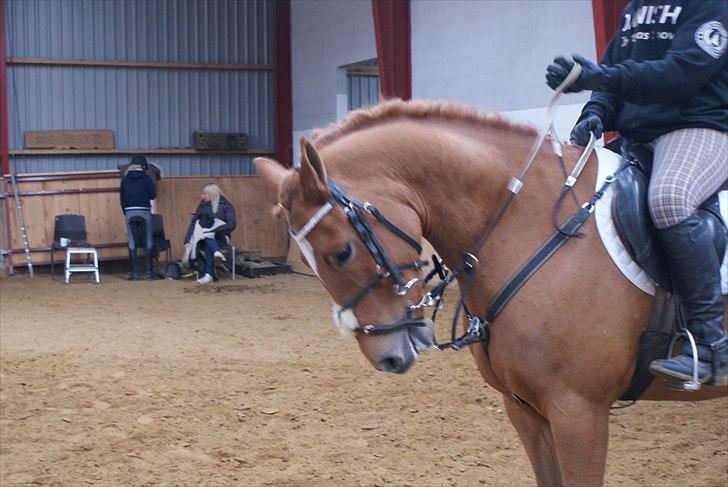 New Forest Foinix Dyrekjær billede 1