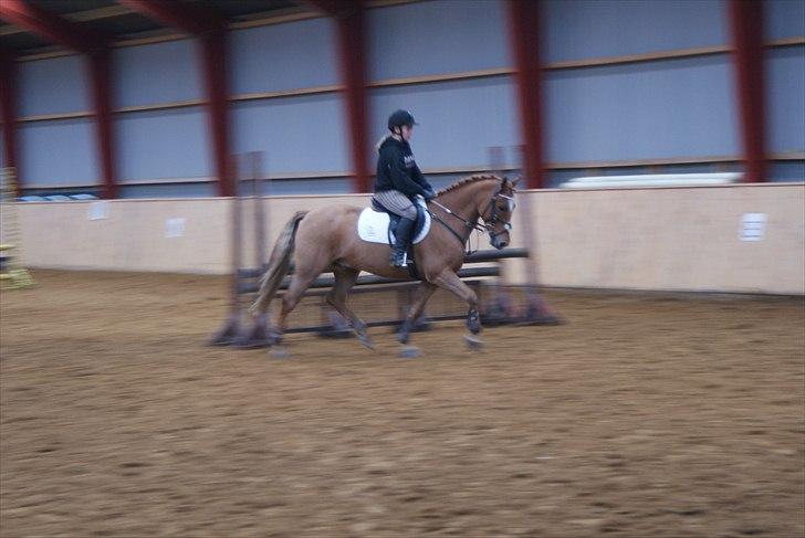 New Forest Foinix Dyrekjær billede 2