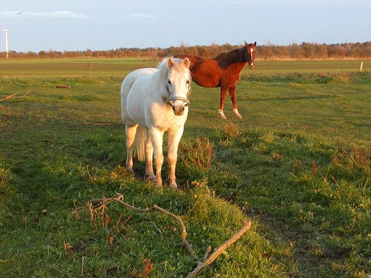 Anden særlig race Cavalir billede 13
