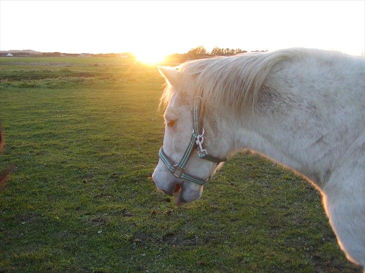 Anden særlig race Cavalir - er man lidt træt?? billede 14