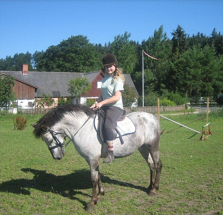 Anden særlig race Miss Molly billede 1