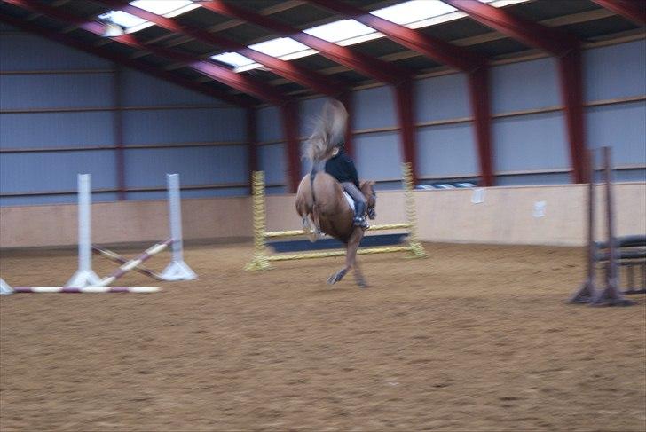 New Forest Foinix Dyrekjær billede 3