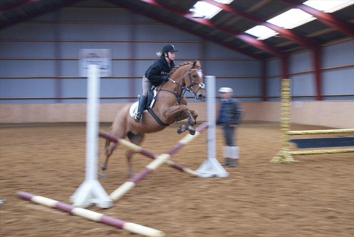 New Forest Foinix Dyrekjær billede 4