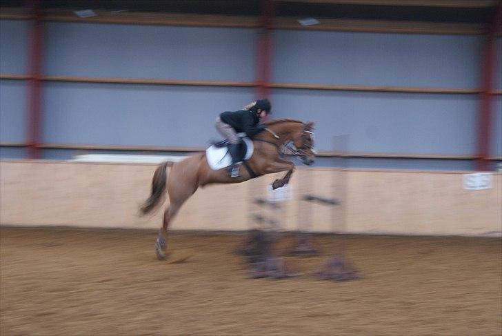 New Forest Foinix Dyrekjær billede 5