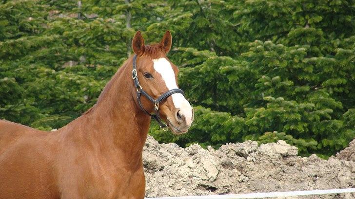 Hollandsk Sportspony Polly's Gold Boy billede 16