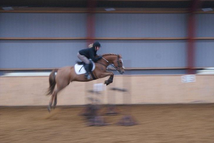 New Forest Foinix Dyrekjær billede 7