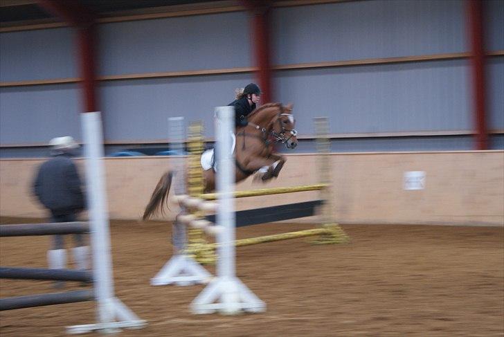 New Forest Foinix Dyrekjær billede 8