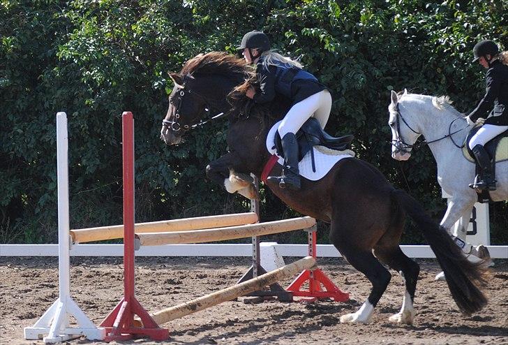 Welsh Cob (sec D) Valhallas Charlie Brown  - Klubmesterskab 2010. billede 13