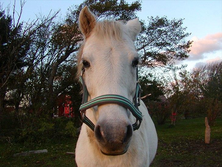 Anden særlig race Cavalir billede 15
