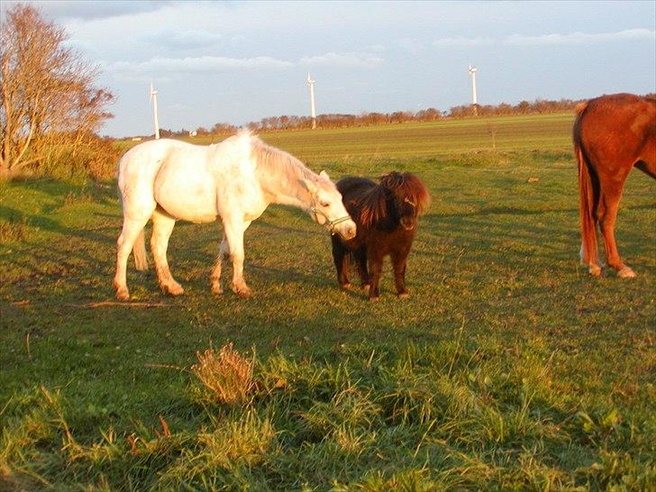 Anden særlig race Cavalir - er den ikke bare lille? billede 16