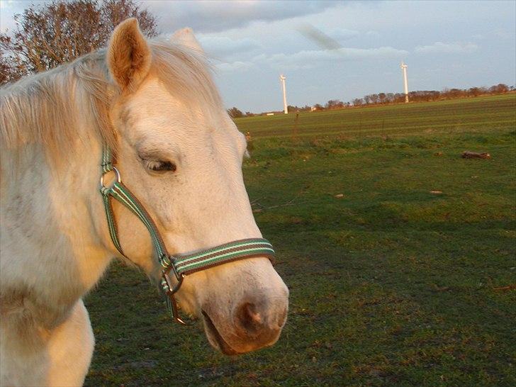 Anden særlig race Cavalir billede 17