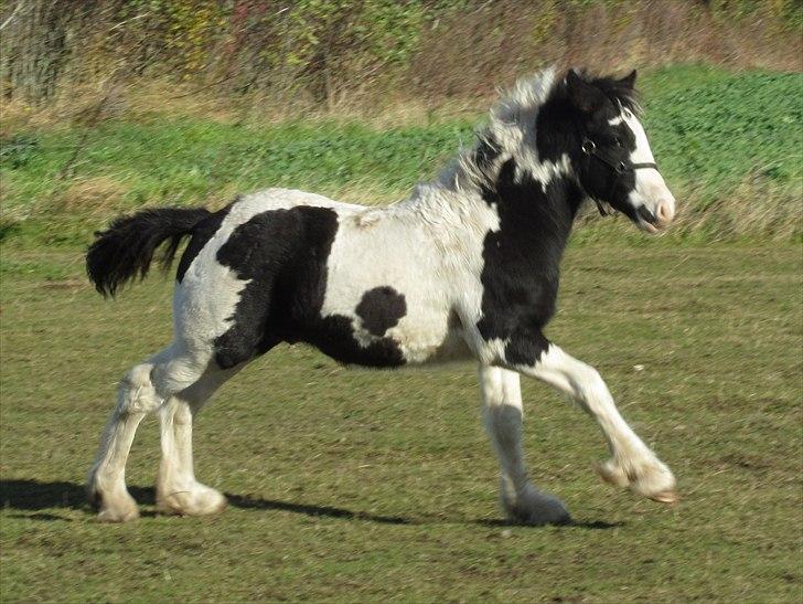 Tinker Unique Sielon <3  - # 14. Smukke Sielon i fuld galop ;) Taget den 22 oktober 2010 billede 16