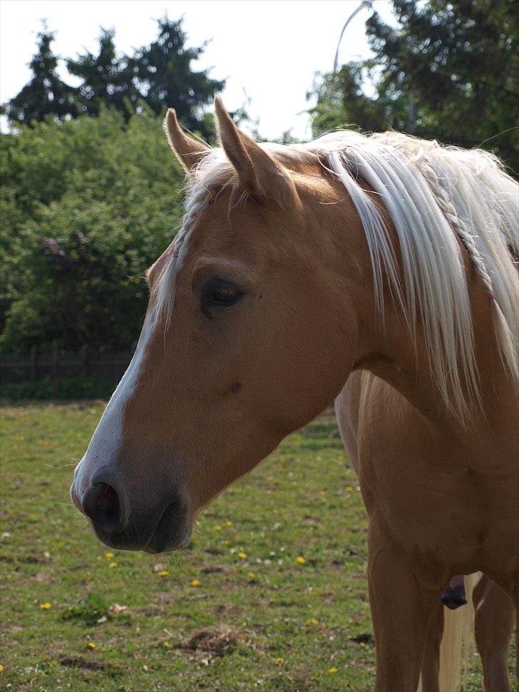 Palomino Malik El Talaeyh <3 Himmelhest - #1 Velkommen til Malik´s profil, læg gerne en kommentar + bedømmelse ;) -Hahaha, min hest slapper vist lidt for meget af :-) billede 1