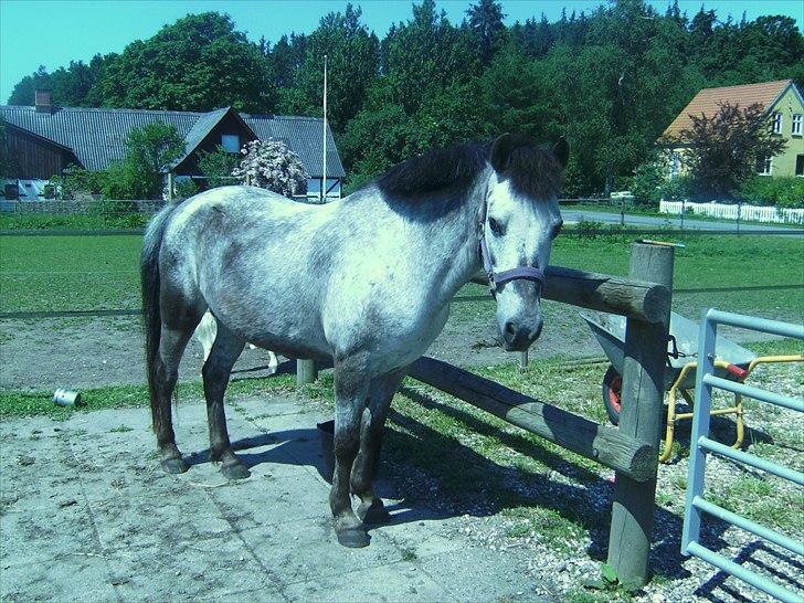 Anden særlig race Miss Molly billede 20