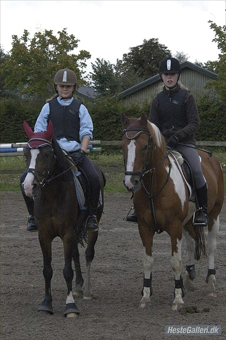 Hollandsk Sportspony Nicky (Født Nixon) - Julia og Angelina tv :) billede 14