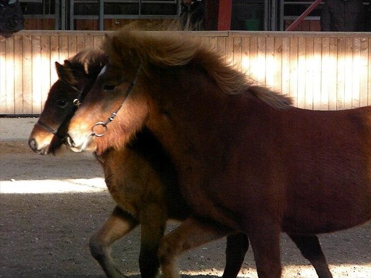 Islænder Stjarna frá Gili - Side om side med sin søn Prímus billede 14