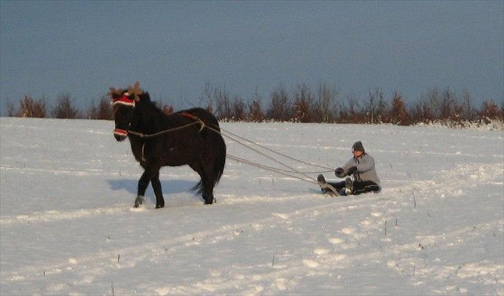 Islænder Katla frá Hala billede 9