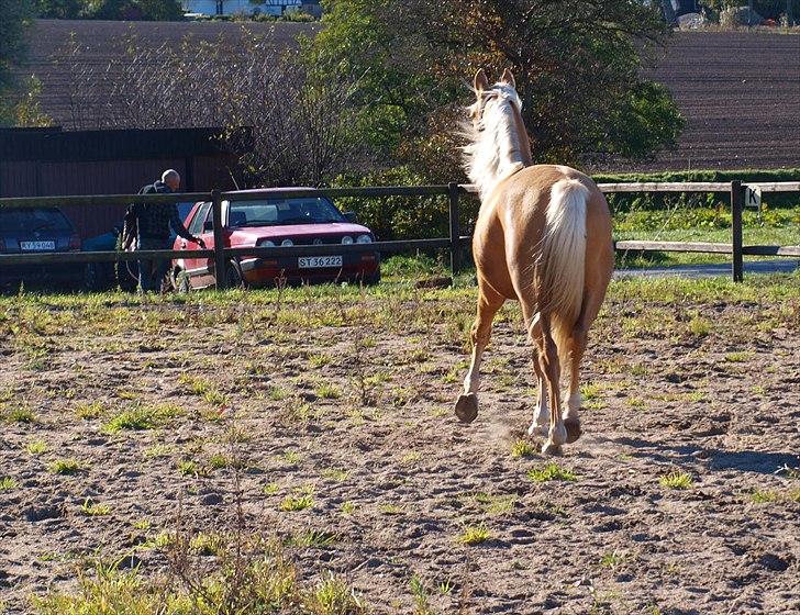 Palomino Malik El Talaeyh <3 Himmelhest - #16 Du er overhovedet ikke nysgerrig :P Han løber ned til mander der står ved bilen :D billede 15