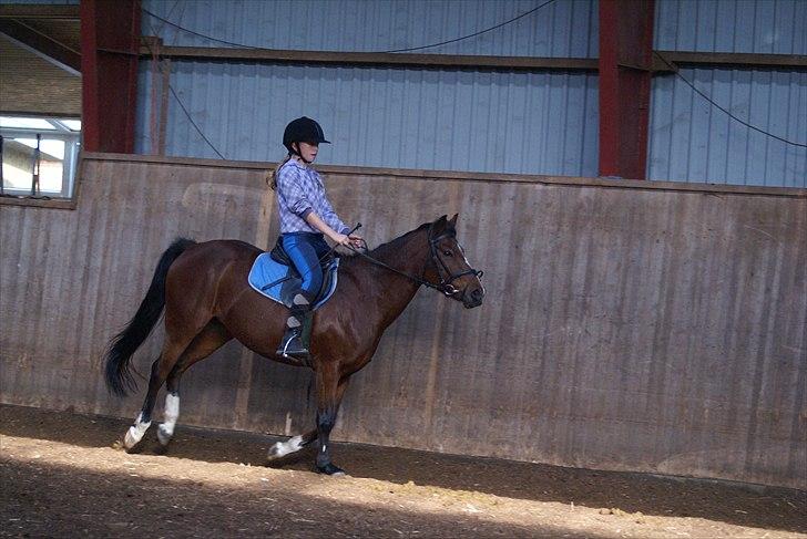 DSP Bæklunds Tabita billede 5