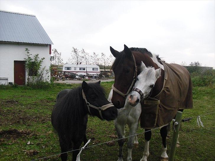 Anden særlig race Skovgaardens Nuqqie nudjive <3 - Billede 8.Trip, trap og træsko.. :) billede 8