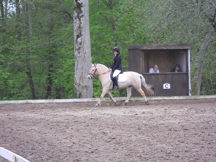 Anden særlig race Cronk - Skolehest - Stævne i DRLR d. 16. maj 2010  billede 2