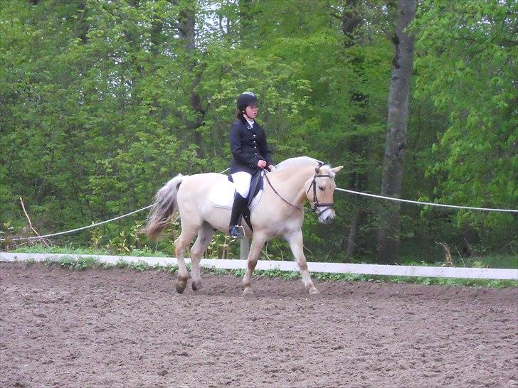 Anden særlig race Cronk - Skolehest - Stævne i DRLR d. 16. maj 2010  billede 3