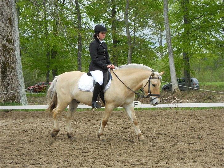 Anden særlig race Cronk - Skolehest - Stævne i DRLR d. 16. maj 2010  billede 4