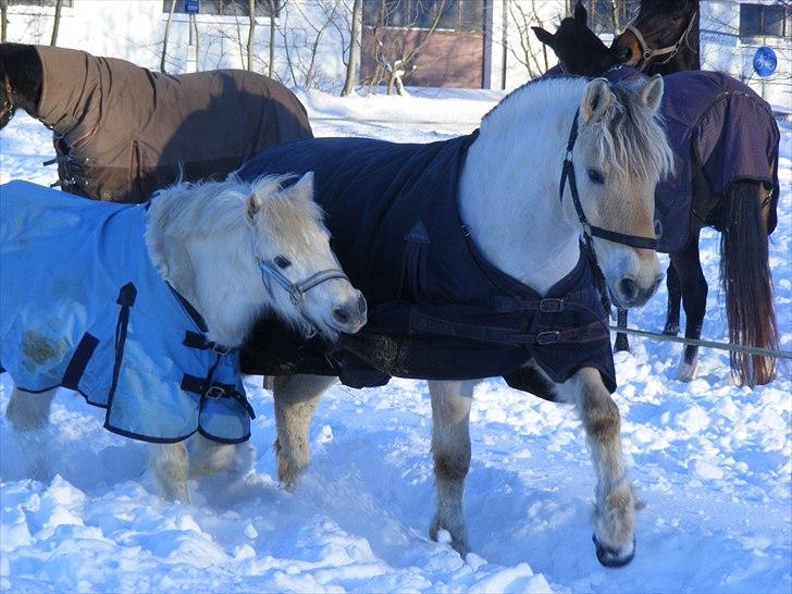 Anden særlig race Cronk - Skolehest - Januar 2010 billede 5
