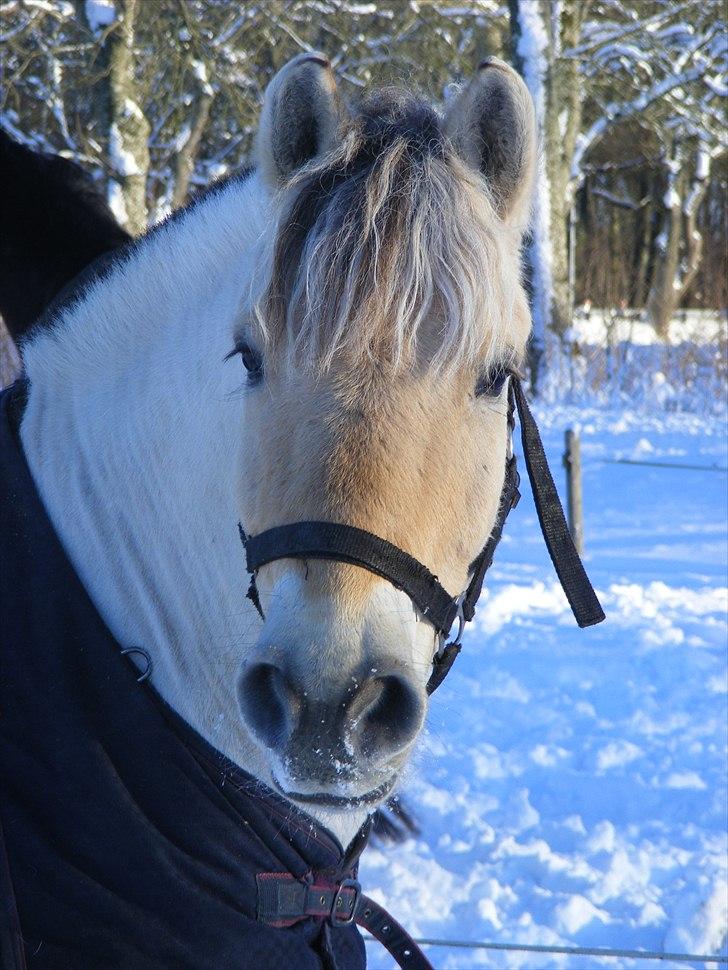 Anden særlig race Cronk - Skolehest - Januar 2010 billede 6