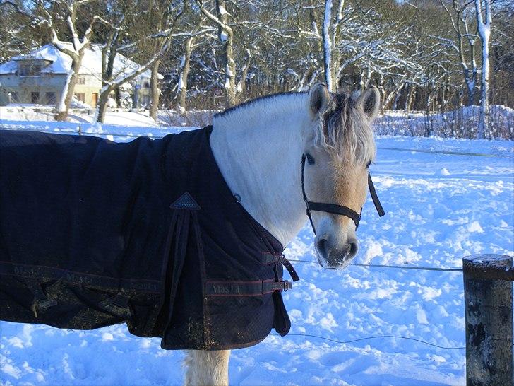 Anden særlig race Cronk - Skolehest - Januar 2010 billede 7