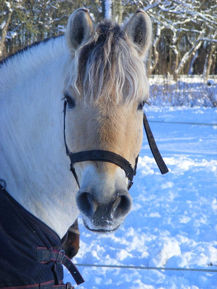 Anden særlig race Cronk - Skolehest - Januar 2010 billede 8