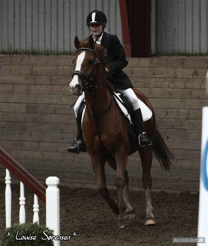 Anden særlig race Roland Garros R.I.P <3 - Dit ivrige blik kan man ikke tage fejl af, du elskede at springe :*|Tak fotograf Louise Sørensen :i (har tilladelse)  billede 19