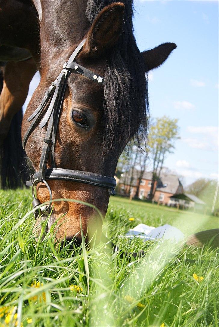 New Forest elmholts Granat billede 18