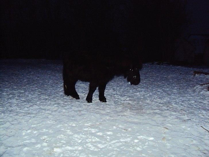Shetlænder Bølle - ude i sneen billede 7