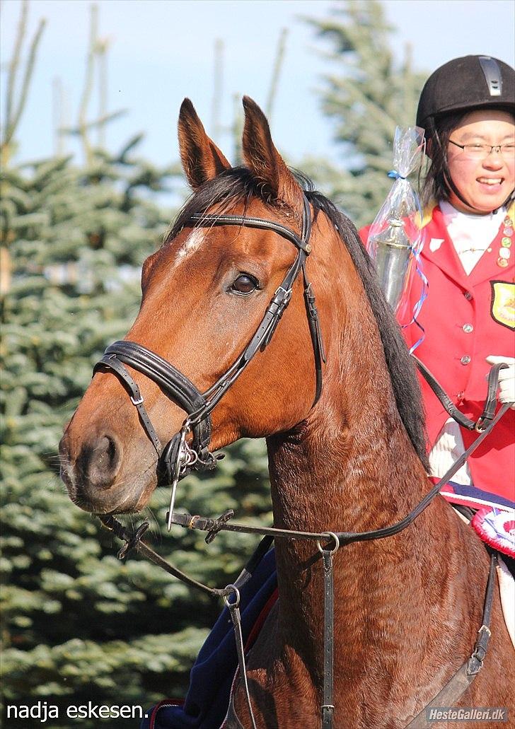 Dansk Varmblod Cheval - Jubii billede 19