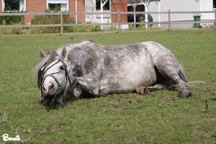 Anden særlig race Bonnie - © Foto-Moef | ferie hos Elvis & Maja (hygge)..  billede 3