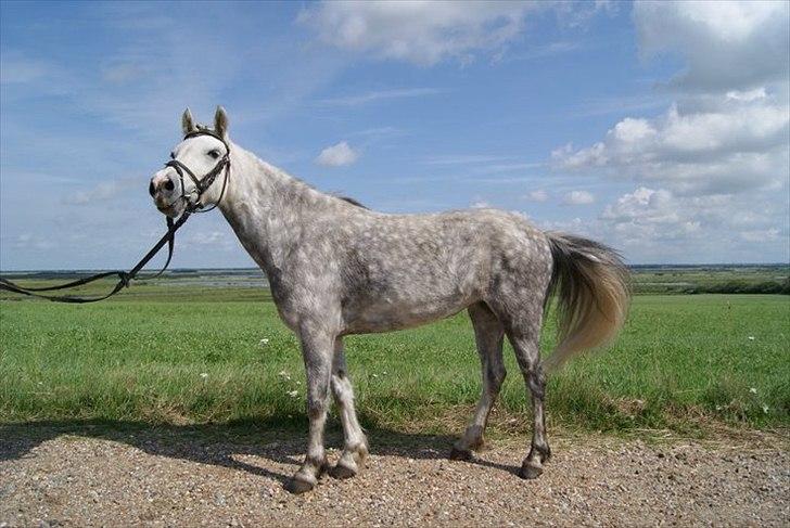 Anden særlig race Bonnie - © Foto-Moef | skøn dag...<3 billede 4