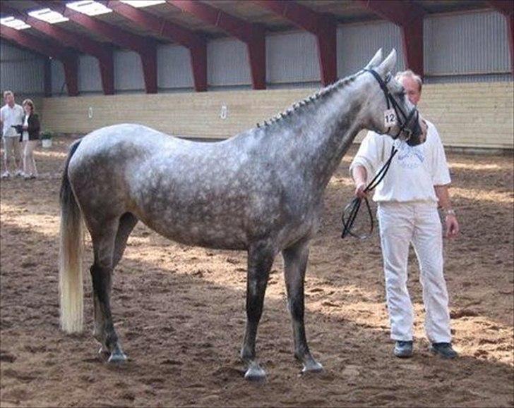 Sportsaraber (A) Rözsi Al Ziyadah solgt - rözsi til kåring billede 8