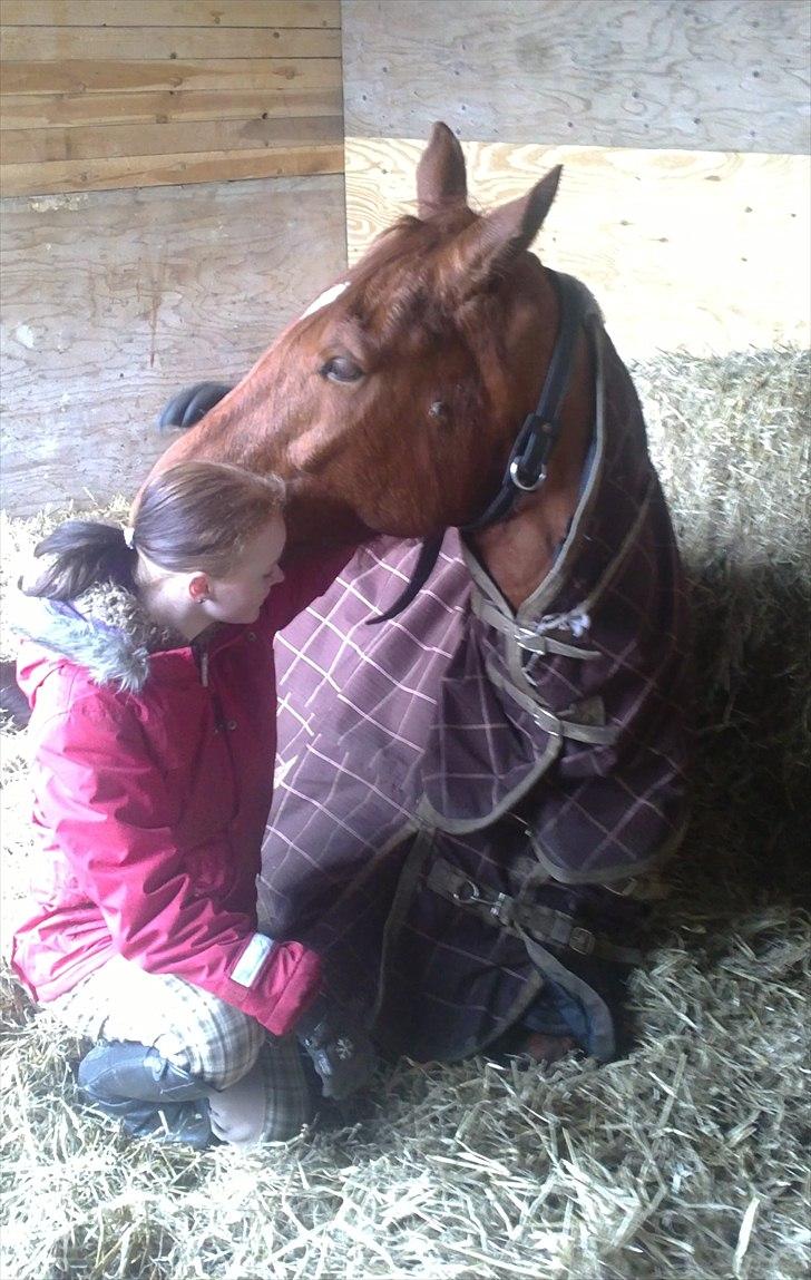 Dansk Varmblod Bækgårdens Amazing SOLGT - hest og rytter elsker hinanden<3 billede 1